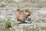 SPITZ ALLEMAND 073